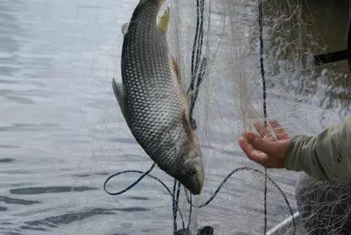 SEGURO - DEFESO ][ Novo decreto fortalece bemefício para pescadores artesanais e combate fraudes